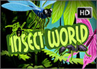 insect-world